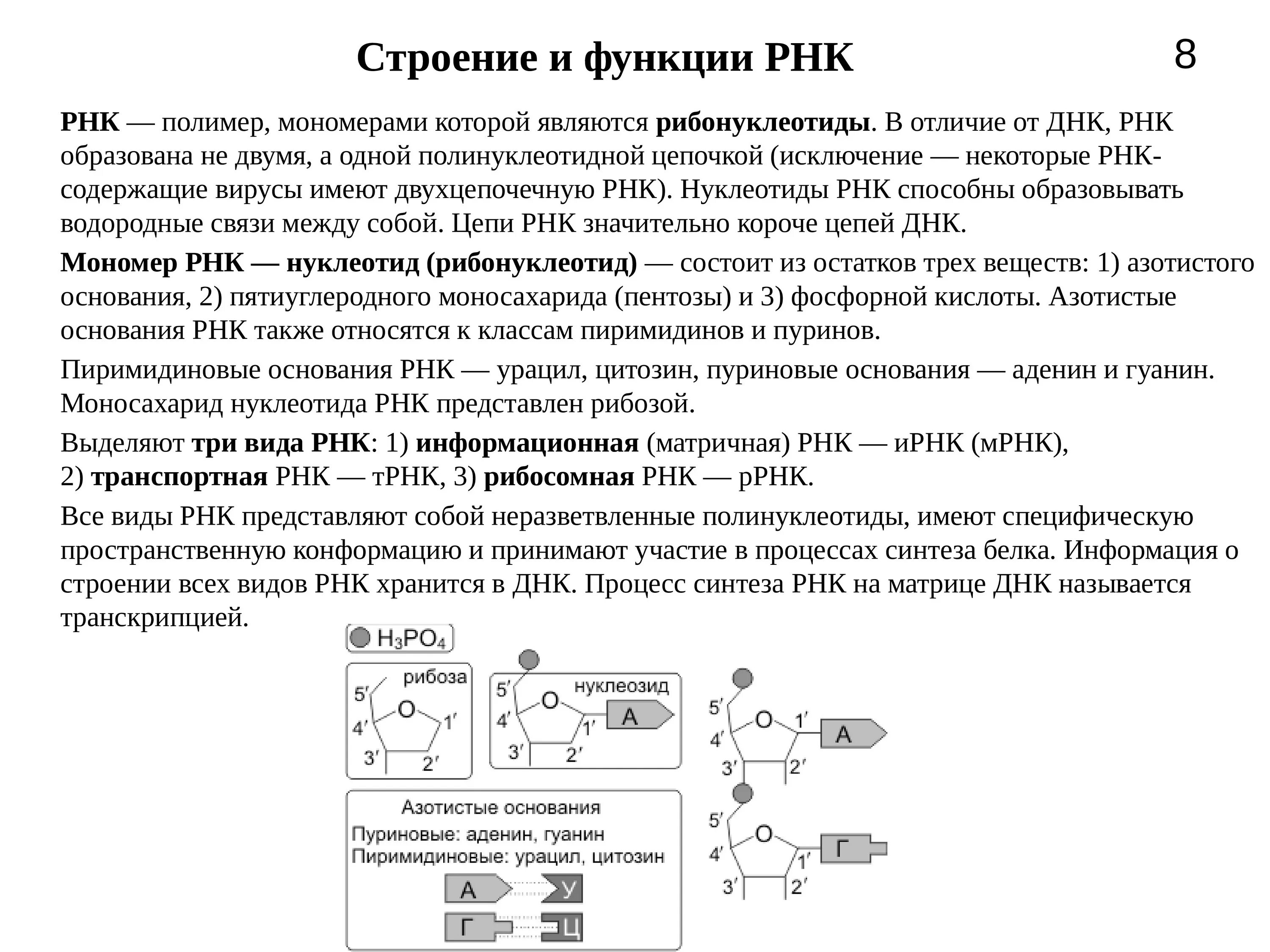 Структура и функции РНК. Структура и функции РНК (разновидности, структура).. Типы РНК строение и функции. Особенности строения и функции РНК.