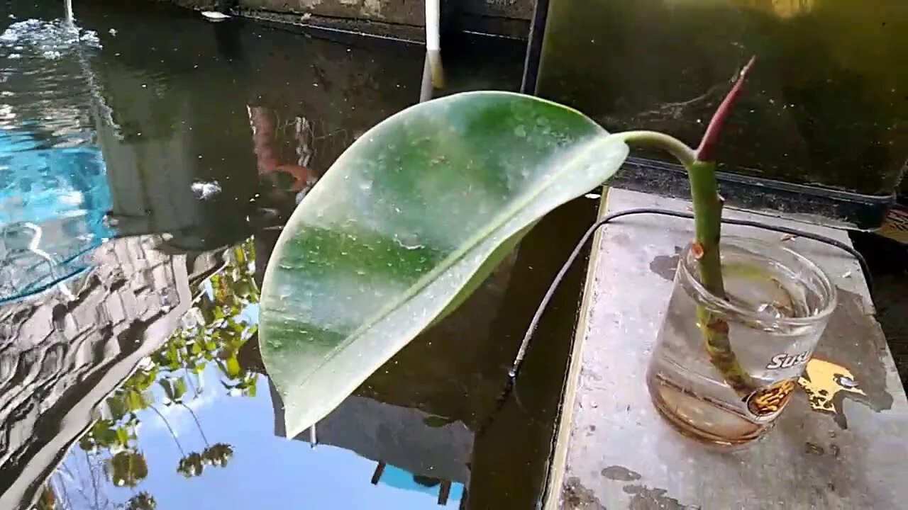 Фикус эластика как размножать. Фикус отросток в воде. черенок фикуса в воде. лист фикуса в воде. укоренение фикуса в воде.