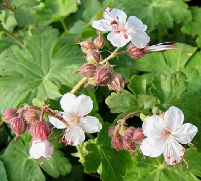 Герань крупнокорневищную. Geranium macrorrhizum spessart. гераниум шпессарт. герань крупнокорневищная geranium macrorrhizum. герань крупнокорневищная &#039;spessart&#039; / geranium macrorrhizum &#039;spessart&#039;.