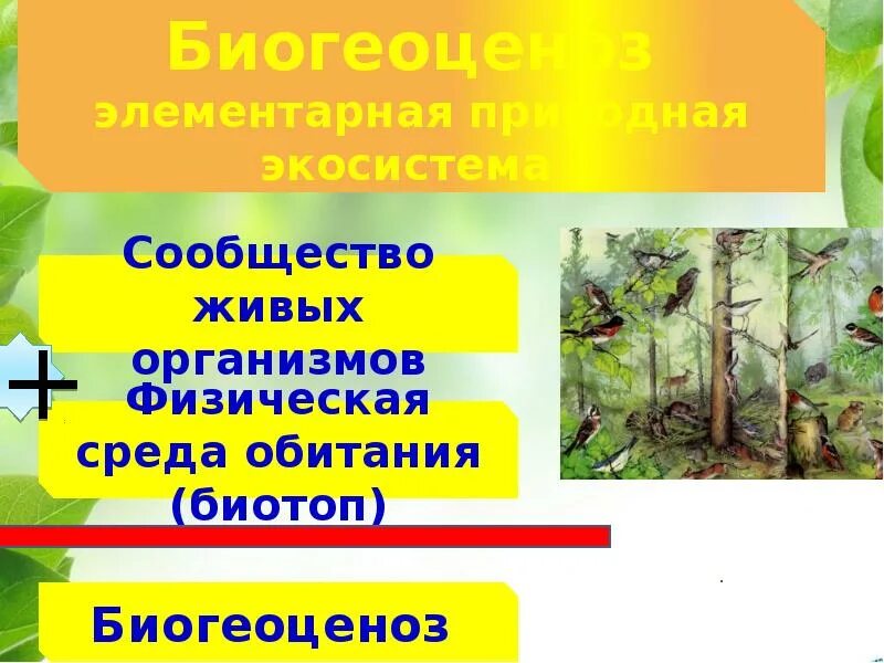 Экология сообществ называется. Экологические сообщества. Биогеоценоз. Экологические сообщества 11 класс презентация. Сообщество это в экологии.