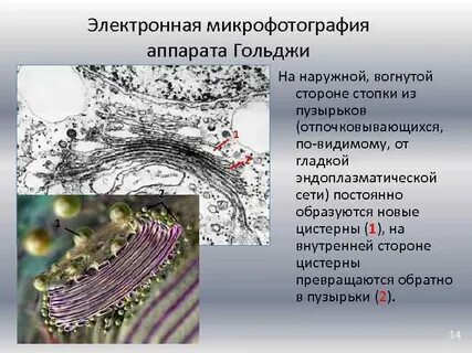 Цистерны гольджи