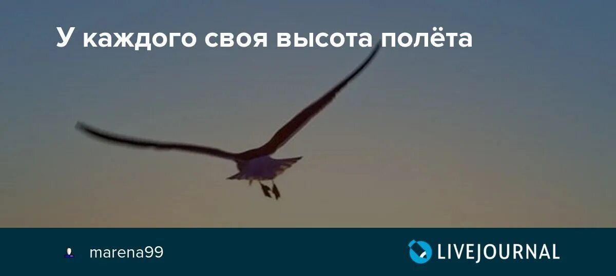 Люди как птицы у каждого своя высота и скорость полёта. Высота полета голубя. У каждого своя высота и скорость полёта.. Высота полета орла.