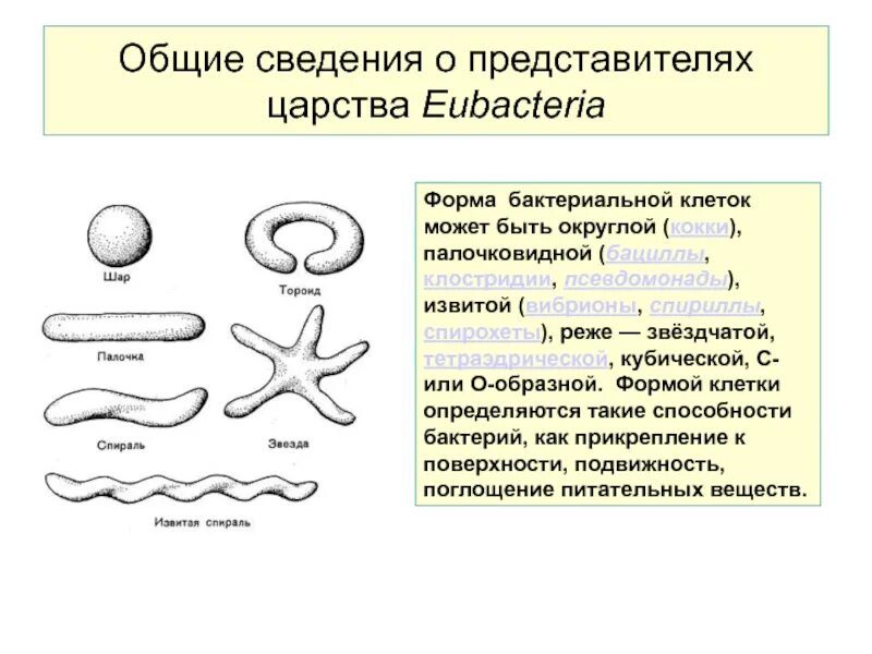 Образные представители