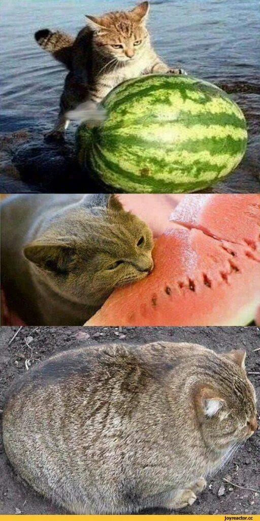 is time eat watermelon 