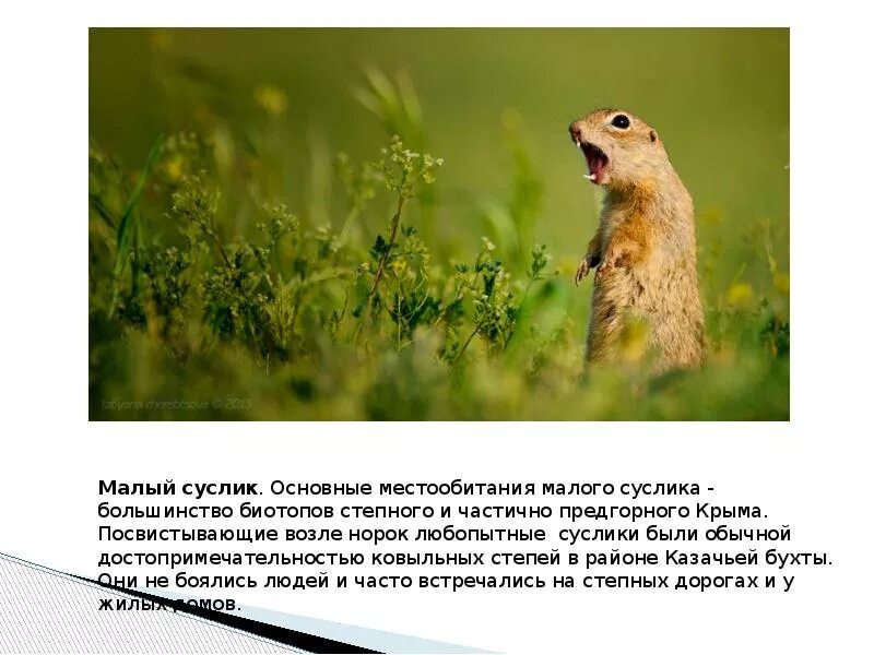 Красная книга Крыма