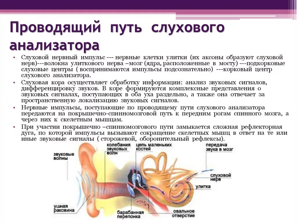 Проводящие пути слухового анализатора анатомия. Проводящий путь слухового анализатора. Путь слухового анализатора анатомия. Рефлекторные пути слухового анализатора. Проводящий путь органа слуха