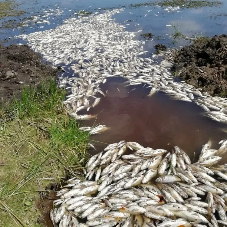 Себас волк сибас рыба. Сибас морской волк. Налим и таймень. Рыба сибай. Сибас морской окунь.