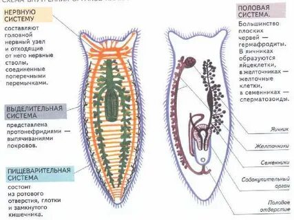 Кровеносная система плоских и круглых червей