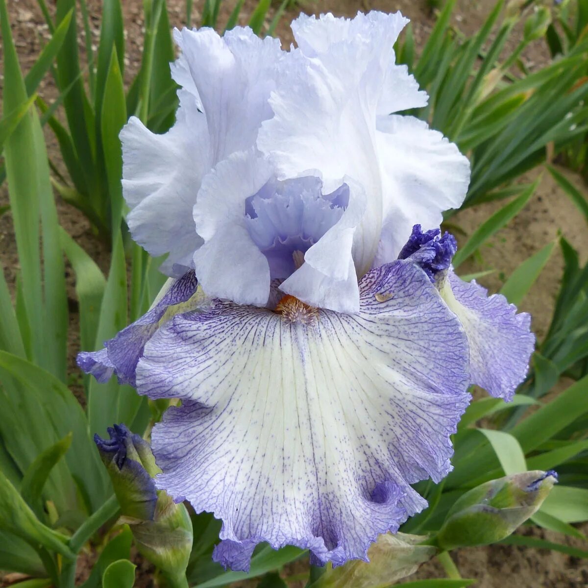 ирис megarich. ирис бородатый «i feel good». ирис ростов на дону отзывы. Johnson 2014). ирис don't stop believing фото.