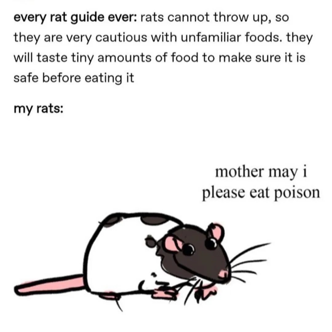 Can i have to eat please. Must have to can разница. Can i haz cheeseburger cat. I'm so hungry i could eat a horse. Eat meme.