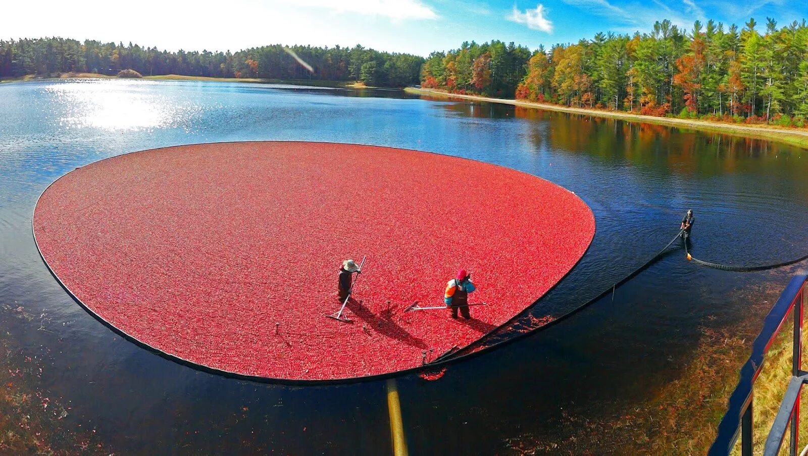 Озеро в форме рыбы. Канадская Озерная клюква. Сбор клюквы в Канаде. Клюквенное озеро. Красное (озеро, бассейн Преголи).