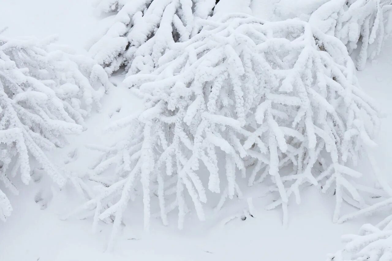 Снежки белые пушистые. Пушистый снег. Зимние кусты. Кустарники зимой. Кусты в снегу.