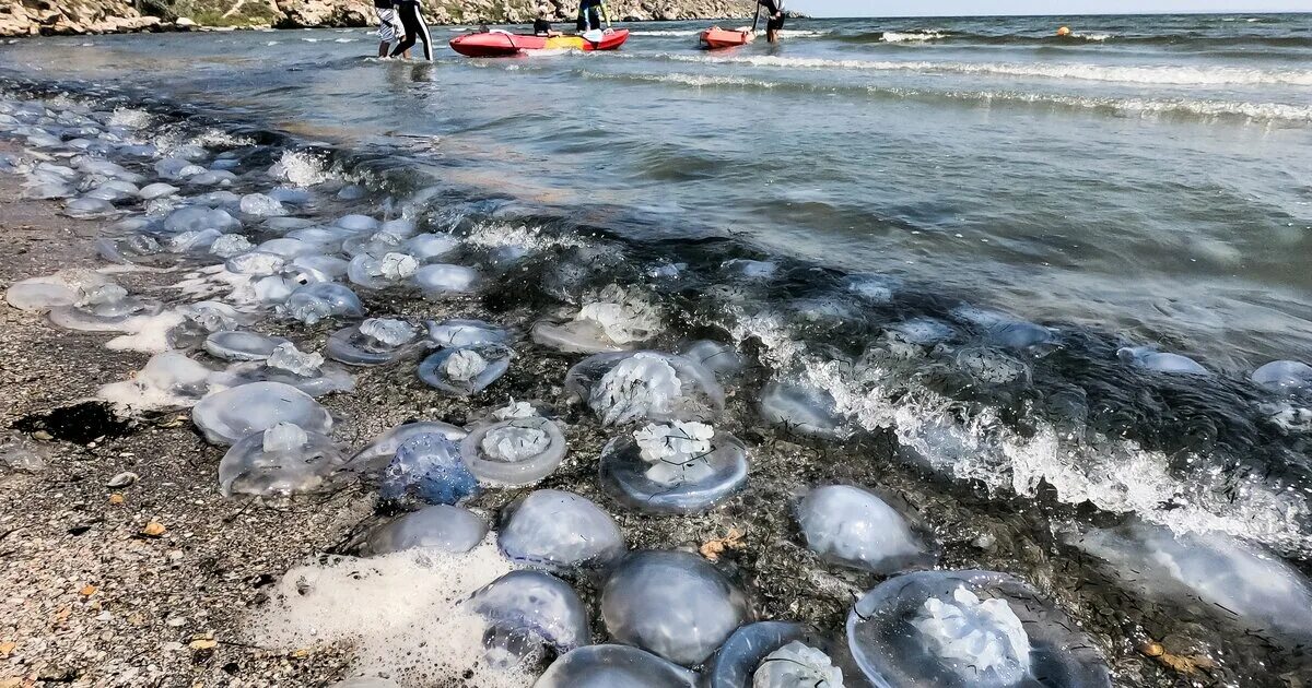 Медузы в азовском море 2022. Нашествие медуз в азовском море 2021. Нашествие медуз в азовском море. Нашествие медуз в азовском море 2023. Нашествие медуз в азовском море.