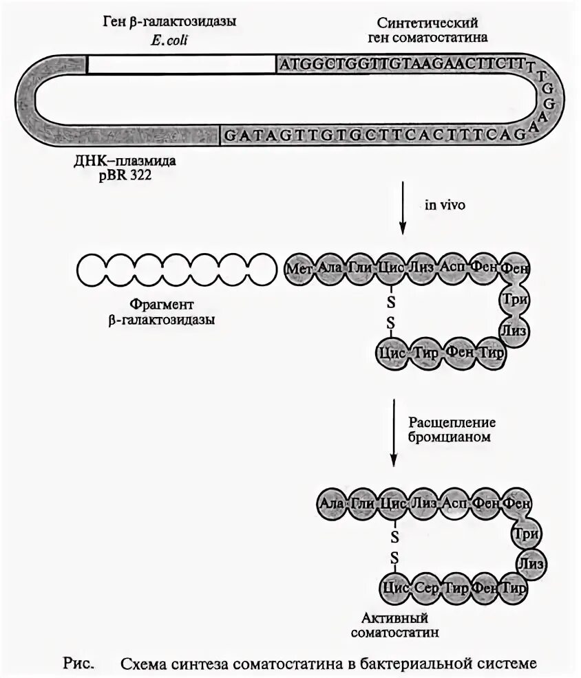Получение гормона роста в биотехнологии. Соматотропин биотехнология схема. Схема получения соматотропина. Получение гормона роста методами генетической инженерии. Ген соматотропина