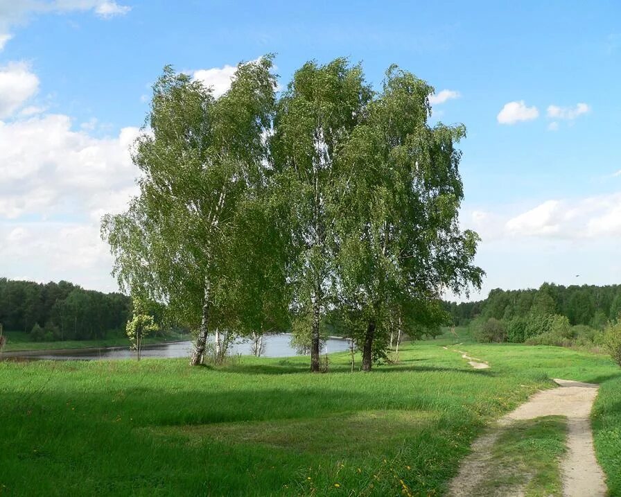 Береза лет жизни. Три березы Симонов Родина. Пушгоры береза. Симонов Родина стихотворение три березы. Родина Березки.