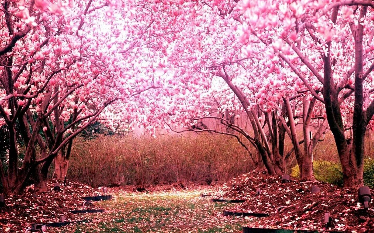 Cherry blossom отзывы. Черри блоссом дерево. Сакура черри блоссом дерево. Pink черри блоссом дерево деревья. Вишня черри блоссом.