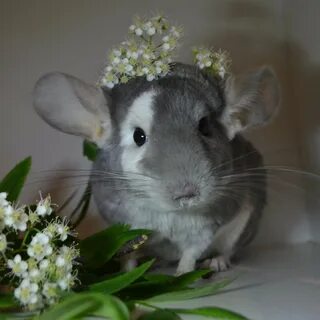 Любимые шиншиллы