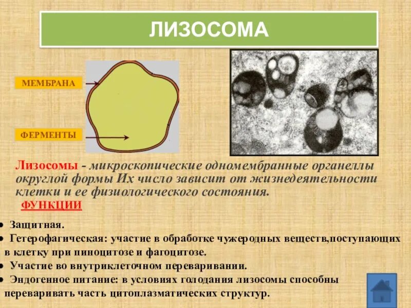 Органоиды которые переваривают поглощенную клеткой пищу