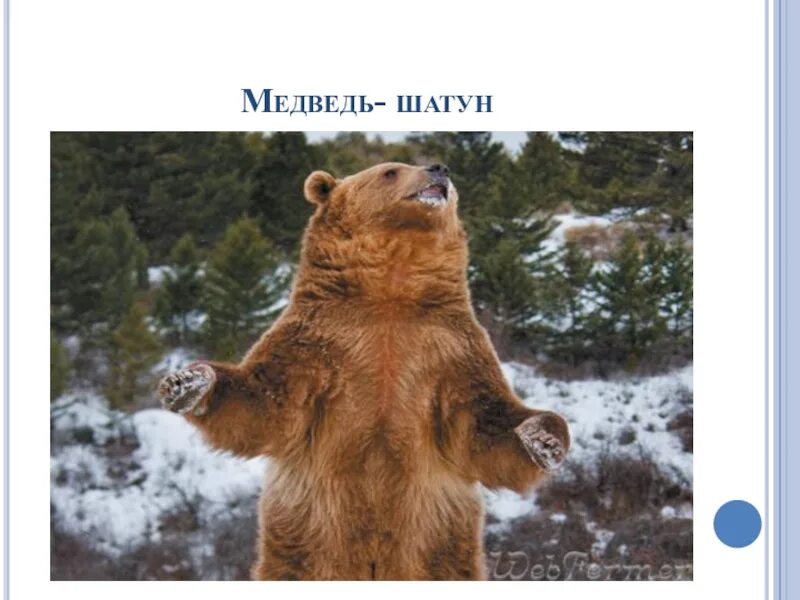 Рассказы про медведей шатунов