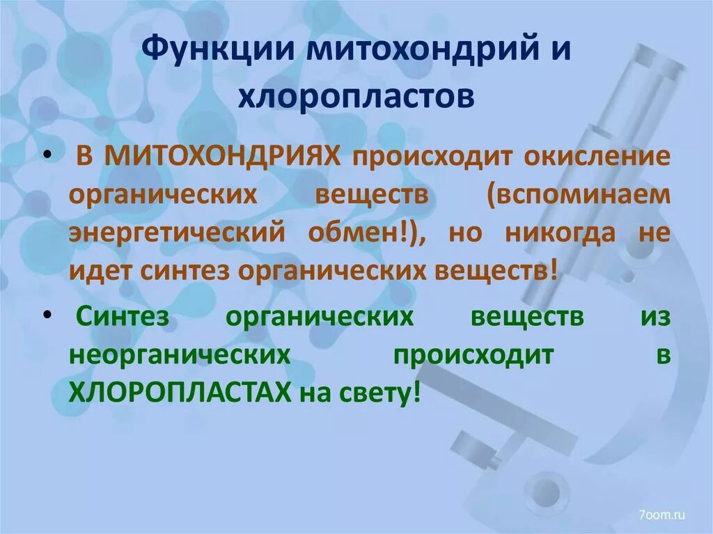 Сходство хлоропластов. Функции митохондрий и хлоропластов. Различия митохондрий и хлоропластов. Сравнение митохондрий и хлоропластов. Сходства и отличия митохондрий и хлоропластов.