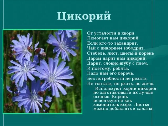 Чем отличается цикорий от цикория. Цикорий растение описание для детей 3 класса. цикорий обыкновенный стебель. цикорий голубой сложноцветные растения. цикорий обыкновенный строение цветка.