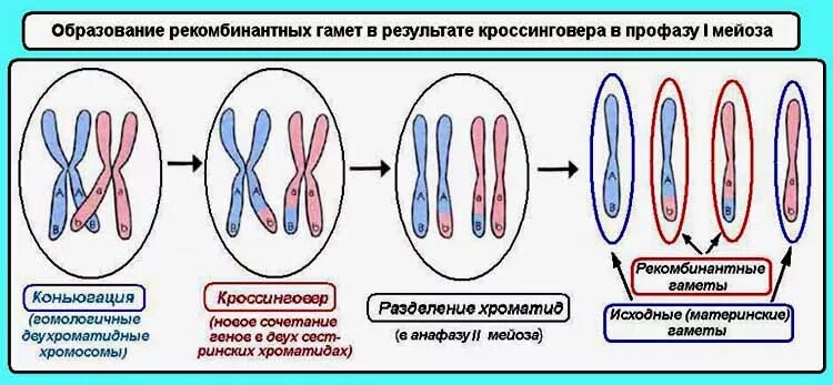 Изменение сочетания генов в хромосомах. Конъюгация хромосом профаза 1. Кроссинговер фаза мейоза.