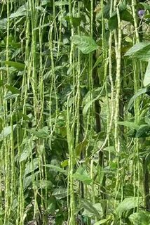 Bean plant