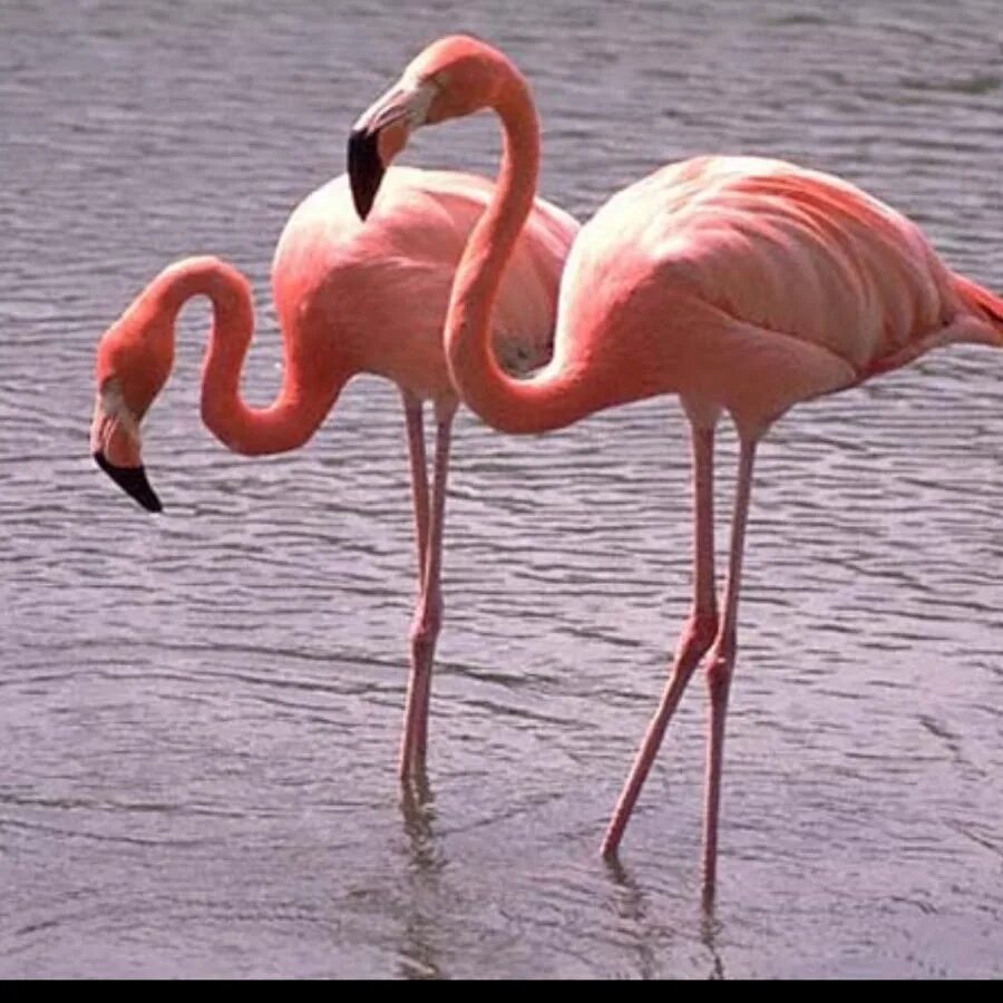Обыкновенный Фламинго красная книга. Фламинго мигрируют. Фламинго самка. Фламинго самец. Фламинго сообщение