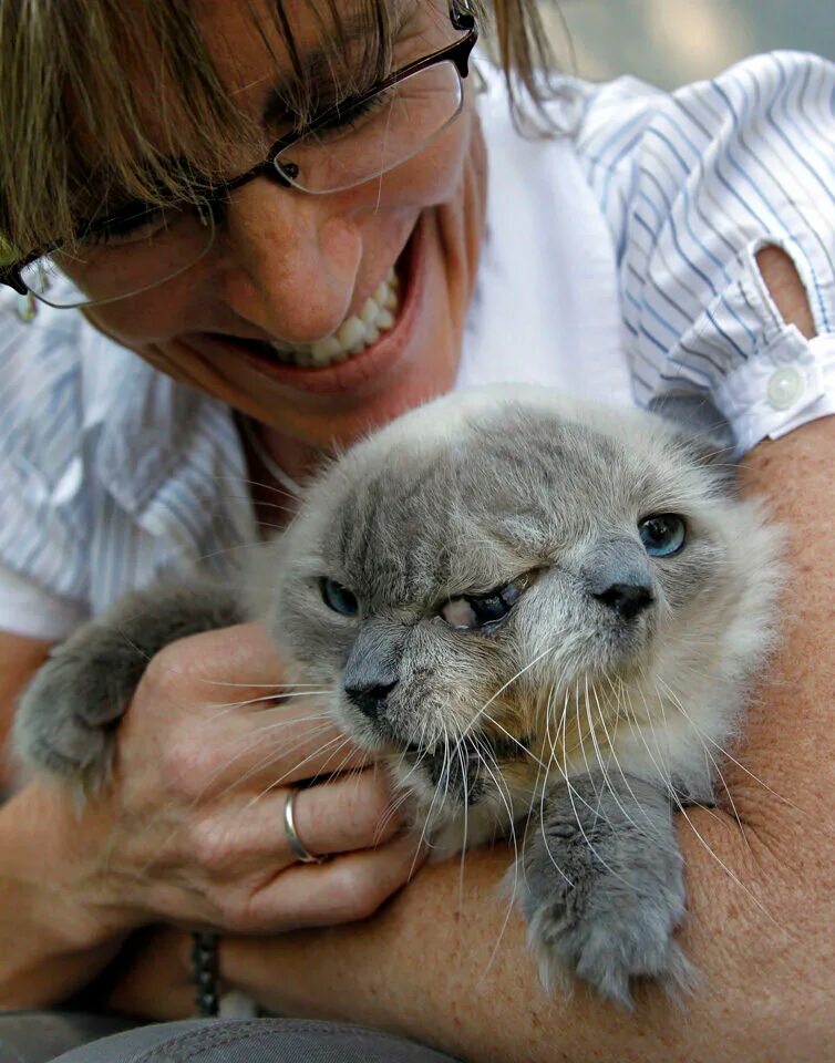 найден серый кот. самая первая фотография кота. самого 1 кота. первые коты. первая фотография кота.