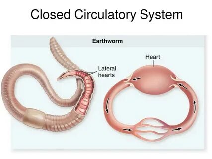Closed system