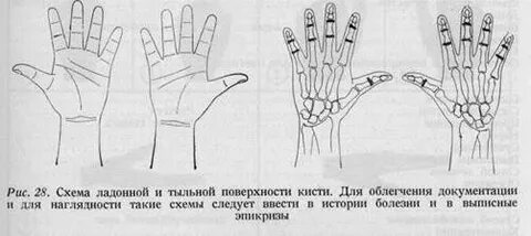 Тыльная поверхность кисти
