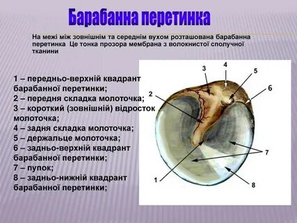 Барабанная перепонка птиц