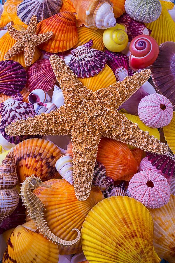 Ракушки морская звезда. Разноцветные ракушки. Морская звезда. Красивые морские раковины. Красивые ракушки.