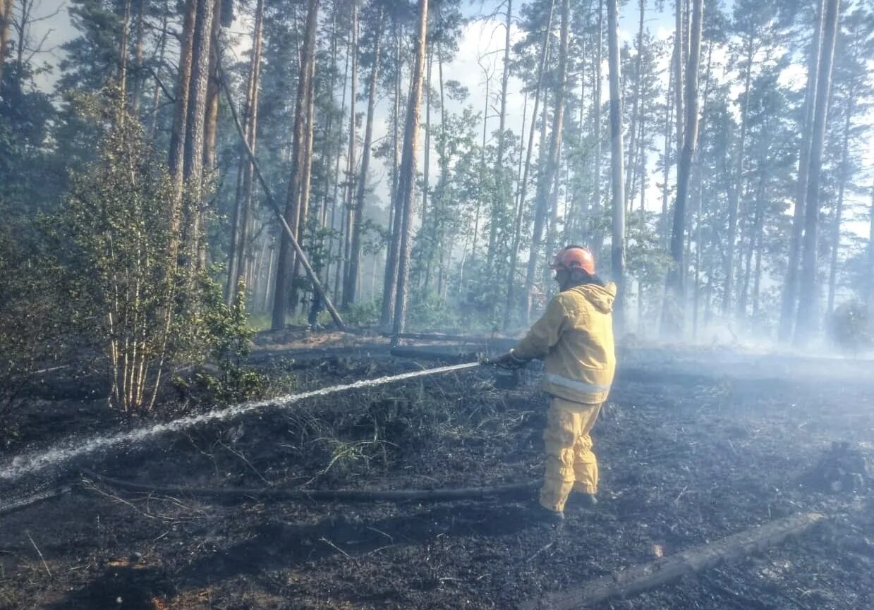 Лесное хозяйство Воронежской области. Лесные пожары в Воронежской области 2022. Лесные пожары в Воронежской области. Пожар в лесу фото.