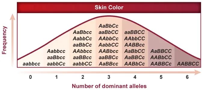 Гамет генотипа aabbcc. Генотип AABBCC. Гаметы AABBCC. Генотип AABBCC фото. AABBCC X AABBCC скрещивание генов.