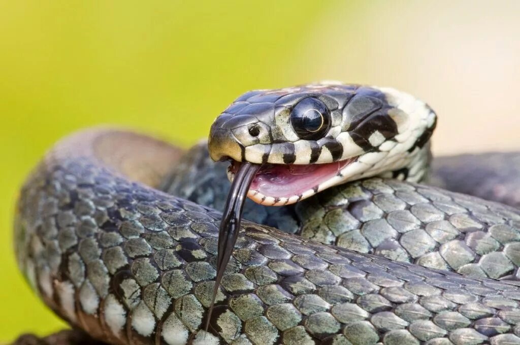 Язык уж. Гадюка обыкновенная. Уж гадюка ,кобра, питон. Гадюка никольская. Крупный уж.