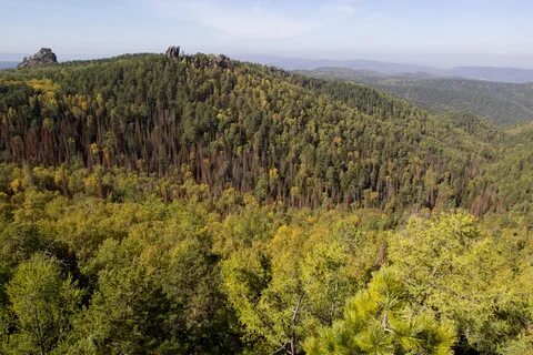 Красноярский лес