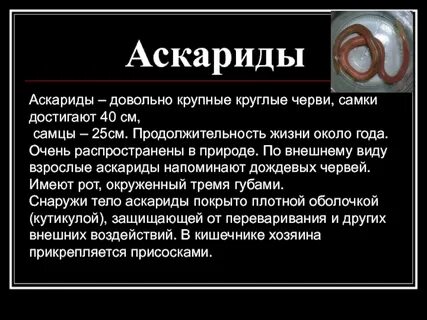 Сообщение про круглых червей