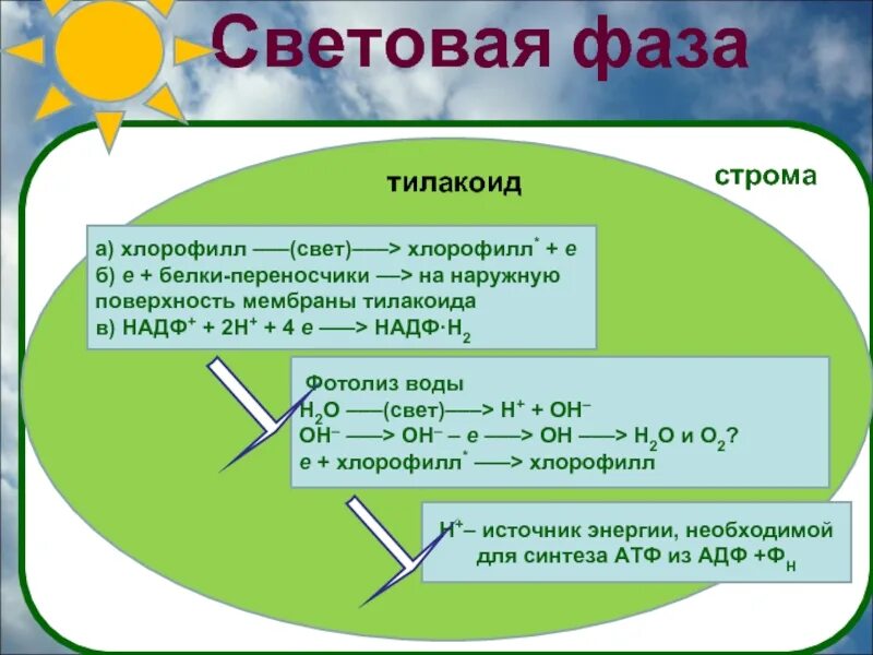 Световая фаза фотосинтеза. Световая фаза фотосинтеза кратко. Хлорофилл световая фаза. Процессы световой фазы фотосинтеза. Световая фаза расщепление