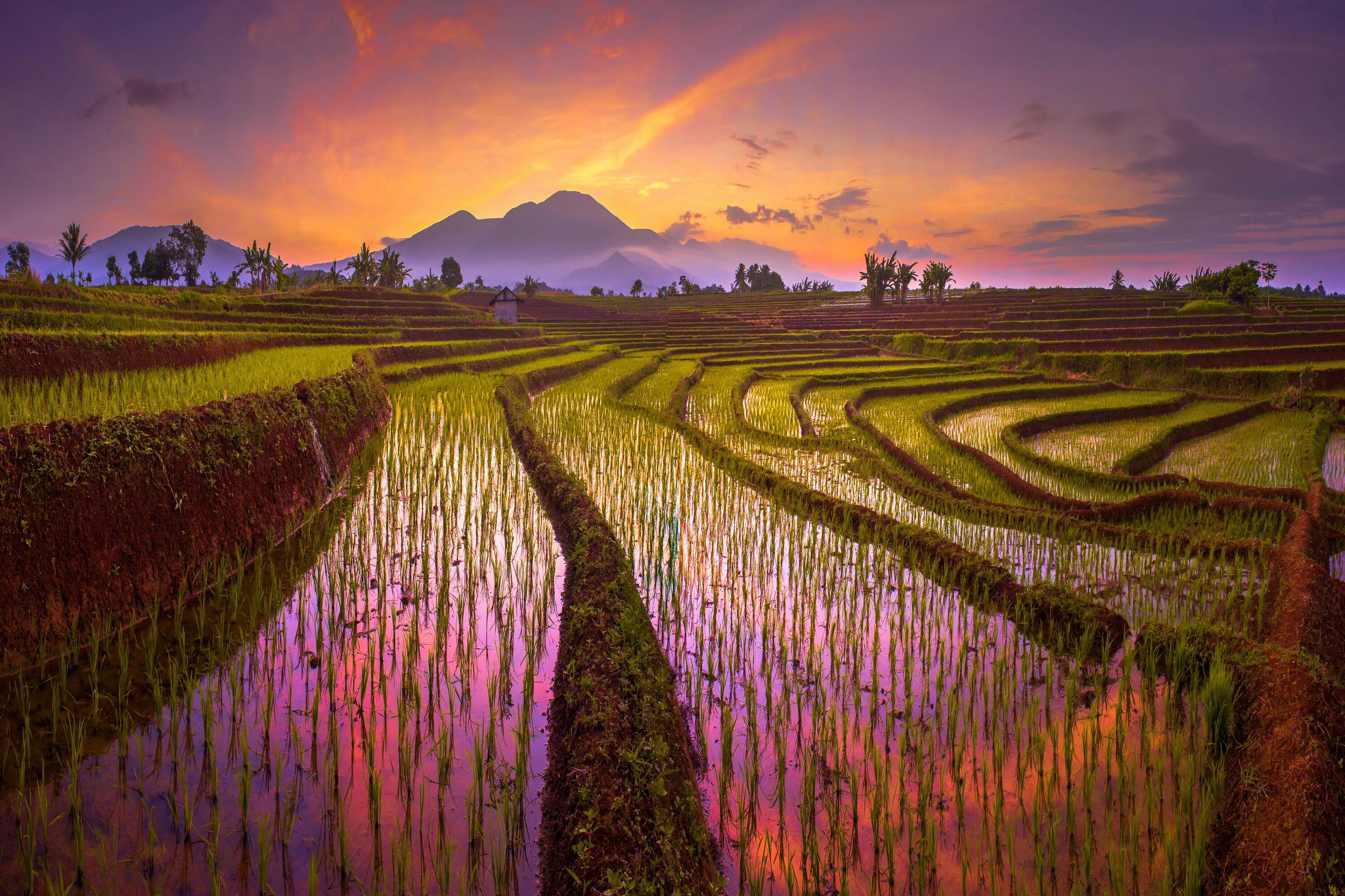 Поля террасы. Рисовые плантации Бали. Япония рисовые поля храм горы. Рисовые плантации в Китае. Вьетнам рисовые плантации.