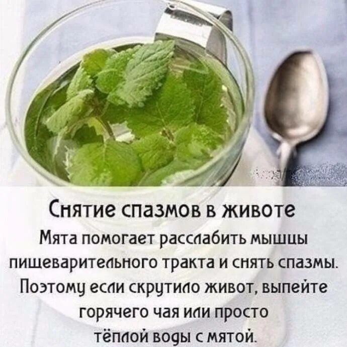 Мята чай полезные свойства. Полезные качества мяты. рецепт чая с мятой. мятный чай рецепт. мята чай полезные.