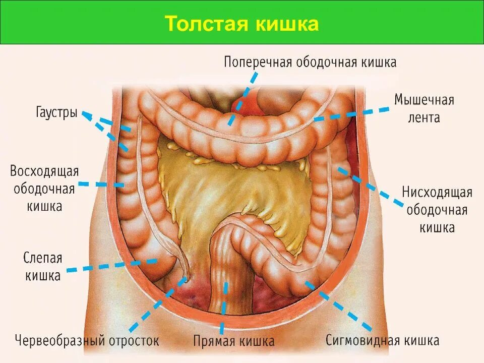 Толстая кишка человека особенности. Сигмовидный отдел толстой кишки. Голотопия восходящей ободочной кишки. Отделы толстой кишки анатомия человека. Строение Толстого кишечника анатомия.