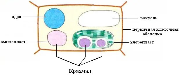 Крахмал образуется в хлоропластах. Включения крахмала в растительных клетках. Крахмал в клетках растений. Крахмал в растительной клетке. Зерна крахмала в растительной клетк.