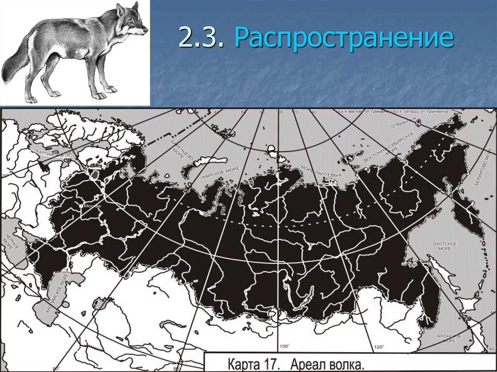 Где находится полярный волк колония на карте. Ариал обитания Волков в России. Ареал обитания Волков в России на карте. Лисица ареал обитания в России. Ареал распространения Волков в России.