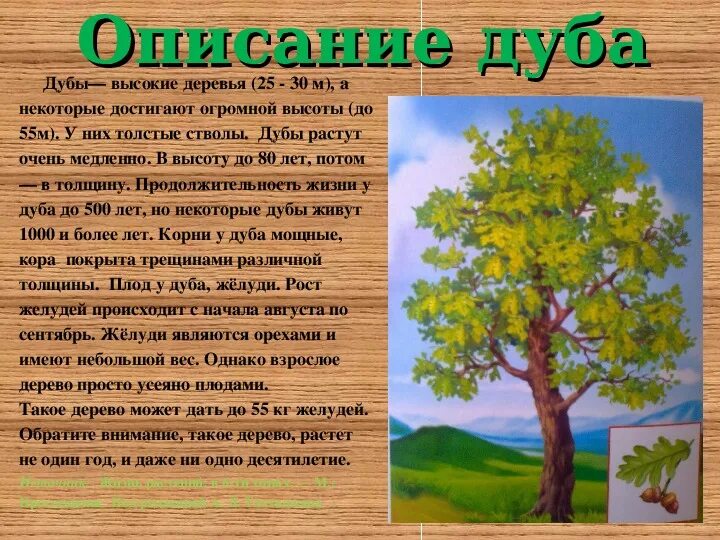 Рассказ деревья растут для всех. Описание дуба. Рассказ о дубе. Сообщение о дереве. Дуб дерево описание.