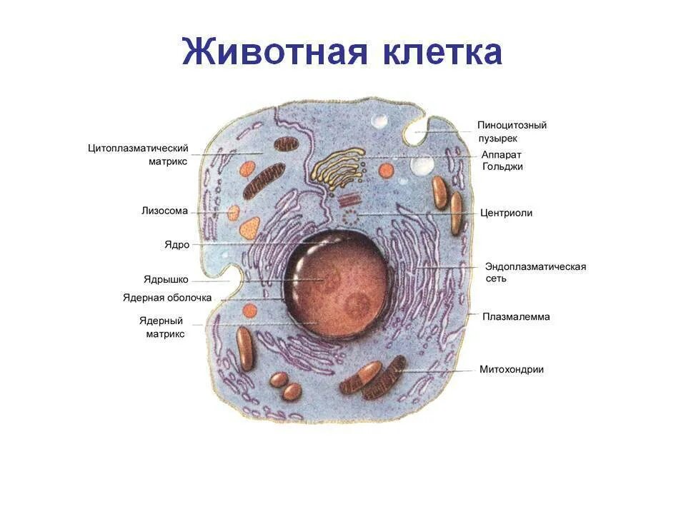 Хлоропласты ядро митохондрии лизосомы. Строение животной клетки схема 6 класс биология. Схема животной клетки 8 класс. Схема строения животной клетки 8 класс. Схема строения клетки животных 8 класс.