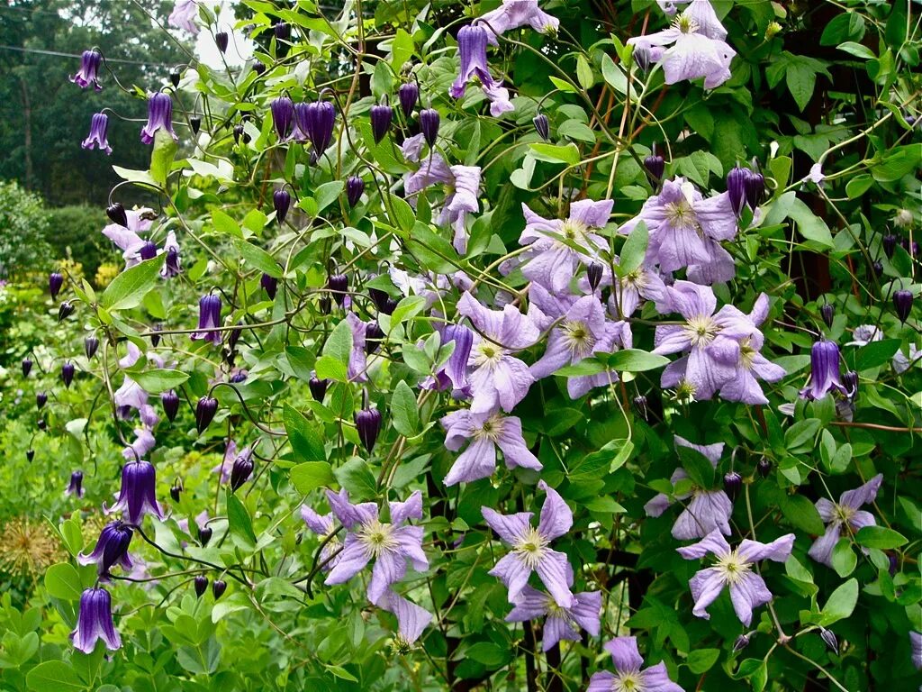 Beautiful Clematis 'Rooguchi' Plant Photo