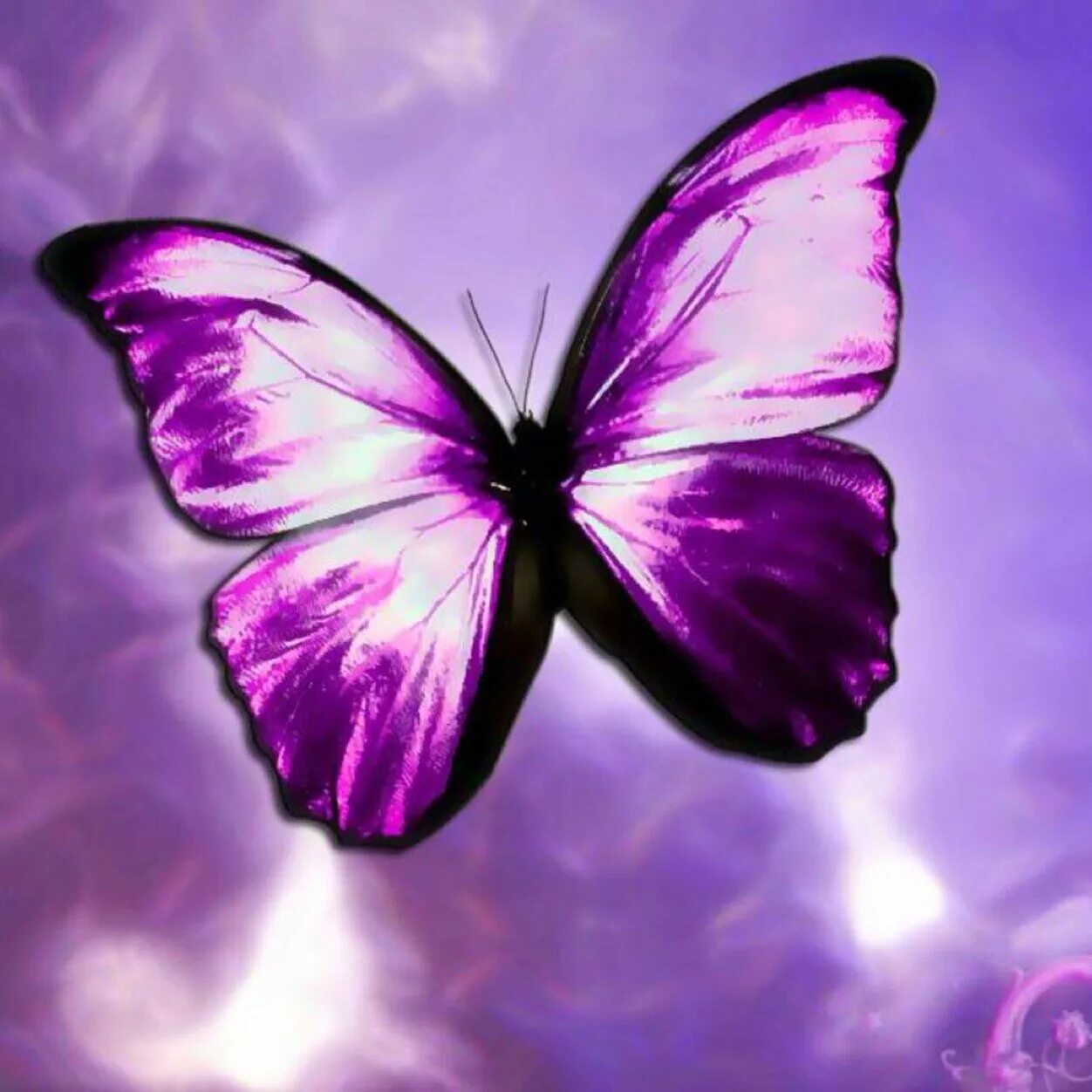 Фиолетовые бабочки картинки. Бабочка фиолетовая. Сиреневые бабочки. Бабочки сиреневого цвета. Аватар бабочка.