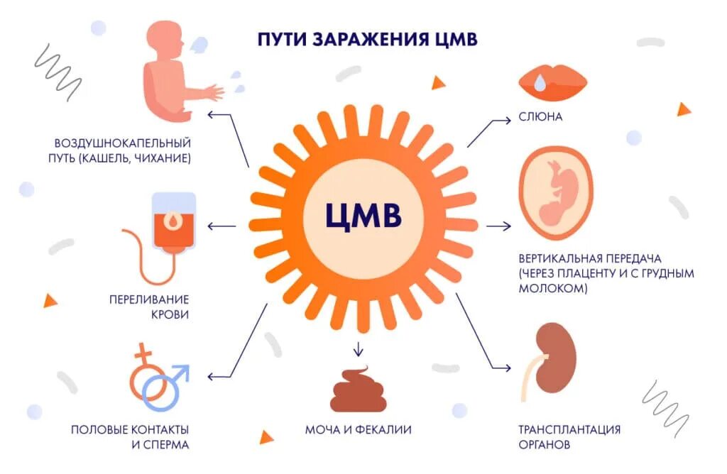 Цитомегаловирус герпес вируса. Цитомегаловирус пути заражения. Цитомегаловирус пути передачи. Цитомегаловирус способы заражения. Пути инфицирования ЦМВ.