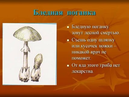 Поганка загадка
